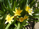 Tulipa Tarda (2012, April 16)
