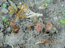 astilbe