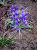 muscari