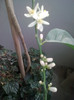 flori de lamai