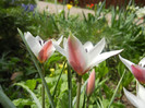 Tulipa Peppermint Stick (2012, April 14)