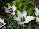 Tulipa Peppermint Stick (2012, April 14)