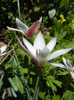 Tulipa Peppermint Stick (2012, April 16)