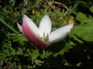 Tulipa Peppermint Stick (2012, April 16)