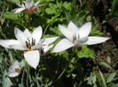 Tulipa Peppermint Stick (2012, April 16)