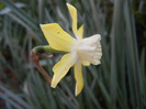 Narcissus Pipit (2012, April 16)