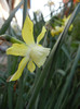 Narcissus Pipit (2012, April 16)