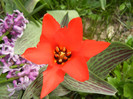 Tulipa Red Riding Hood (2012, April 12)