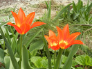 Tulipa Synaeda Orange (2012, April 12)
