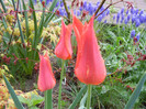 Tulipa Synaeda Orange (2012, April 15)