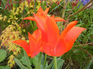 Tulipa Synaeda Orange (2012, April 16)