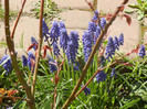 Muscari armeniacum (2012, April 13)