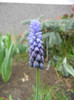 Muscari latifolium (2012, April 15)