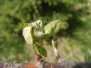 Apple Blossom_Flori mar (2012, April 04)