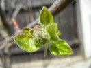 Apple Blossom_Flori mar (2012, April 04)