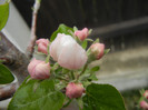Apple Blossom_Flori mar (2012, April 09)