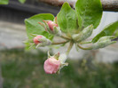 Apple Blossom_Flori mar (2012, April 09)