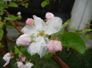 Apple Blossom_Flori mar (2012, April 15)