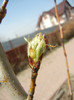 Pear Tree Buds_Muguri (2012, April 04)