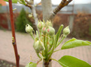 Pear Tree Blossom (2011, April 09)