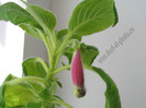 NEW - Kohleria Lemon Demon