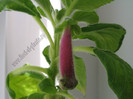 NEW - Kohleria Lemon Demon