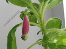 NEW - Kohleria Lemon Demon