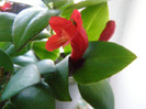 Aeschinanthus