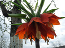 Fritillaria