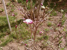 boboc magnolie