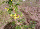 ribes aureum