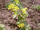 ribes aureum