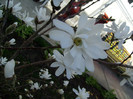 magnolia stellata-2013