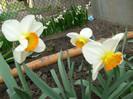 narcise si zambile