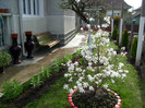 magnolia stellata-2012