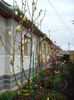 magnoliile din fata casei-2012