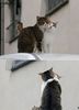 cat-couple