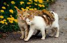 gatitos-enamorados