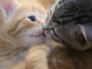 Gatos-enamorados