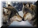 Lobos enamorados