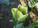 laleaua verde