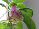 NEW - Kohleria Lemon Demon