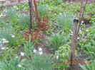 DSCN0466