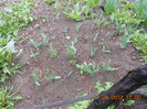 DSCN0468
