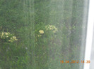 ....afara ploua!