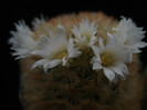Mammillaria carmenae "rubrispina"