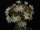 Blosfeldia liliputana