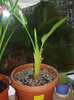 strelitzia lesinata