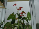 Anthurium - cadou de la colegi