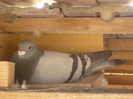 P1330769